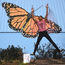 S me1czszhknkp84k8wfkd mural 11cs monarch butterfly sharat lin dance of p